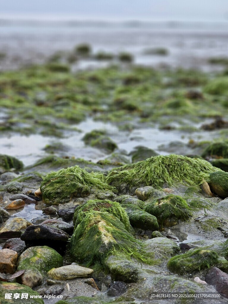海边覆绿苔的嶙峋礁石