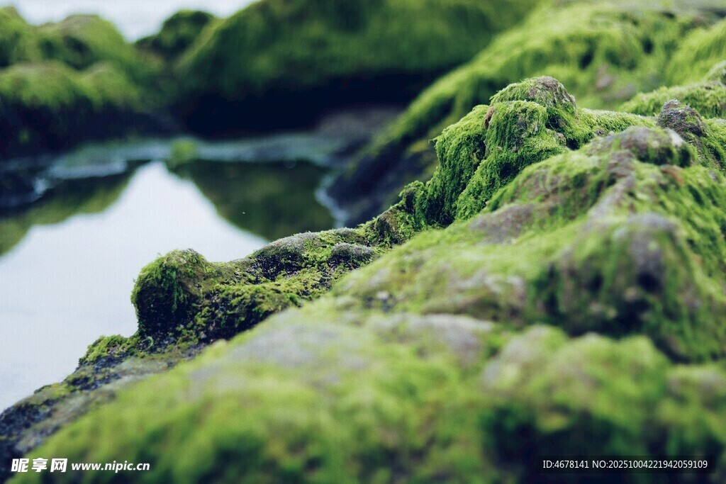 青苔覆盖的水边景致