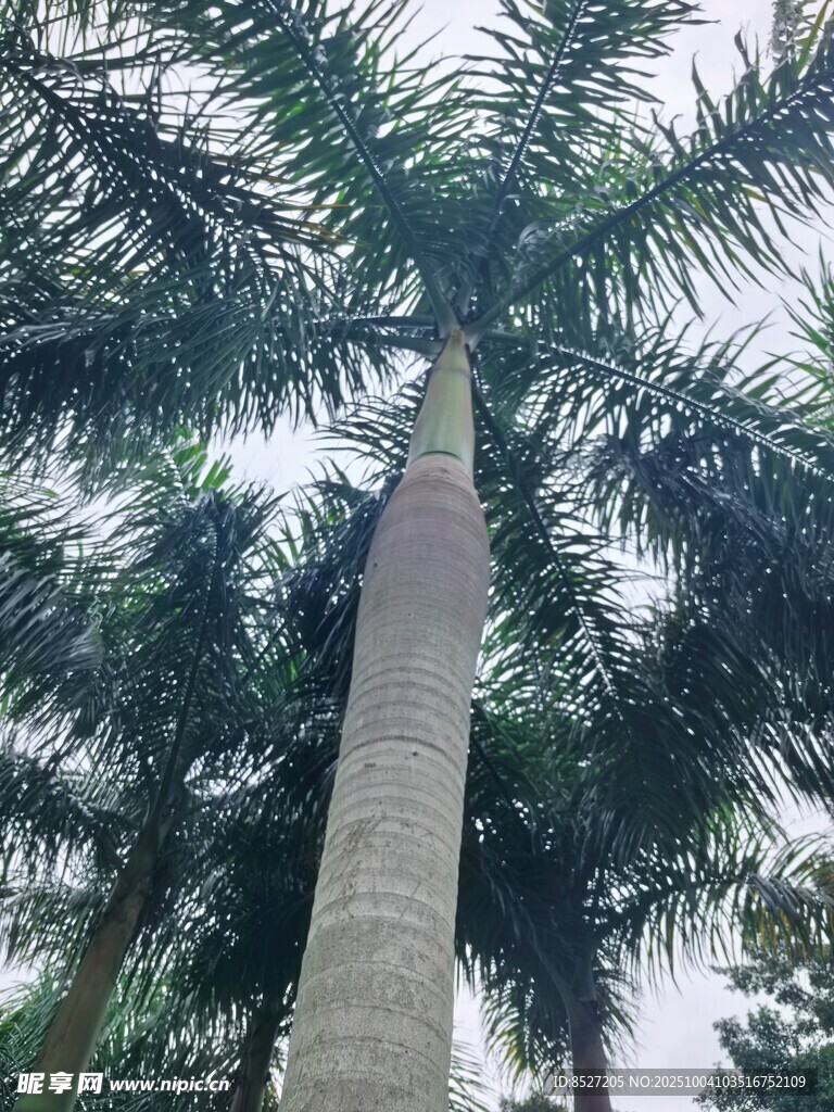 仰视高大棕榈树景观