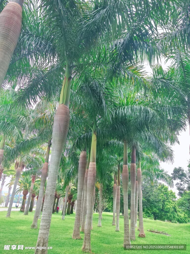 热带棕榈树林景观
