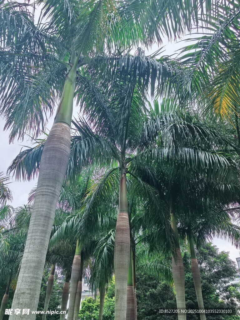 高大挺拔的热带棕榈树