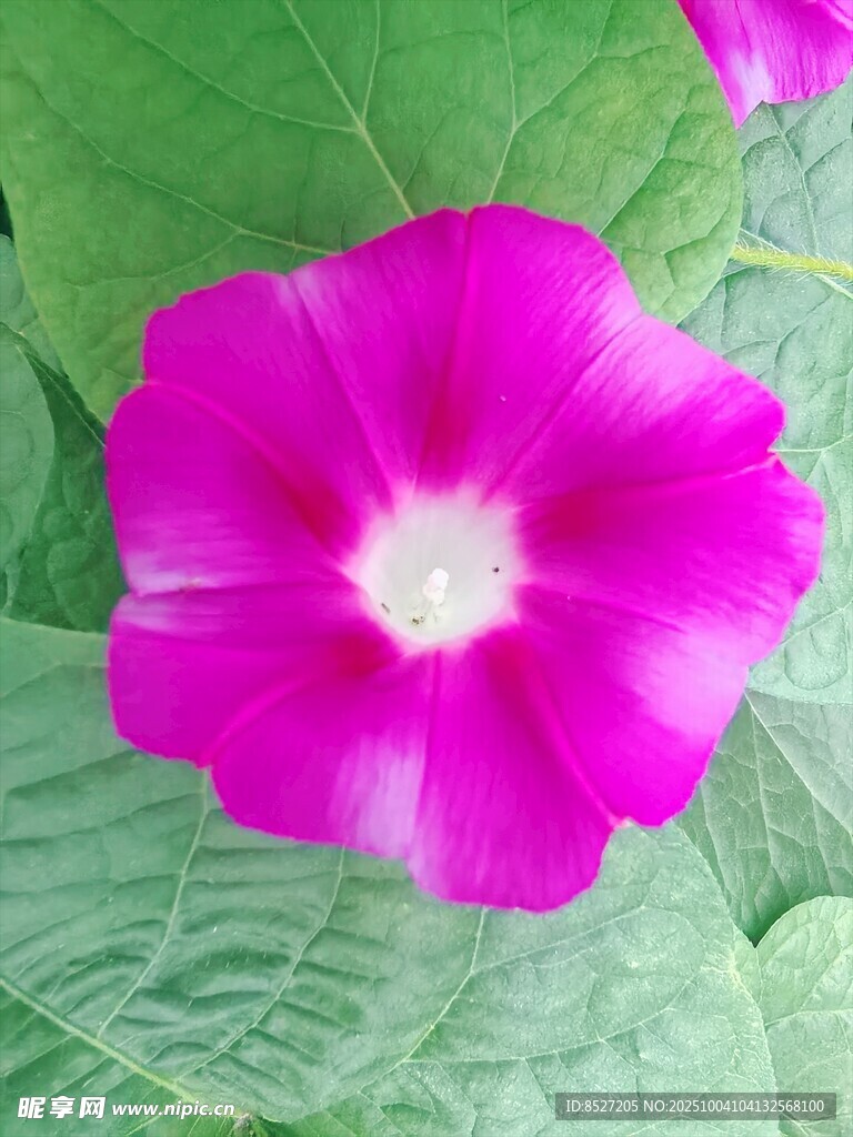 娇艳粉色牵牛花特写
