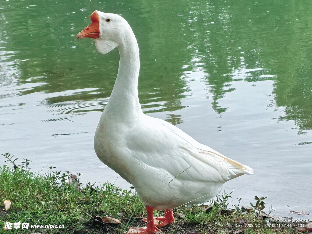 岸边白鹅引颈而立