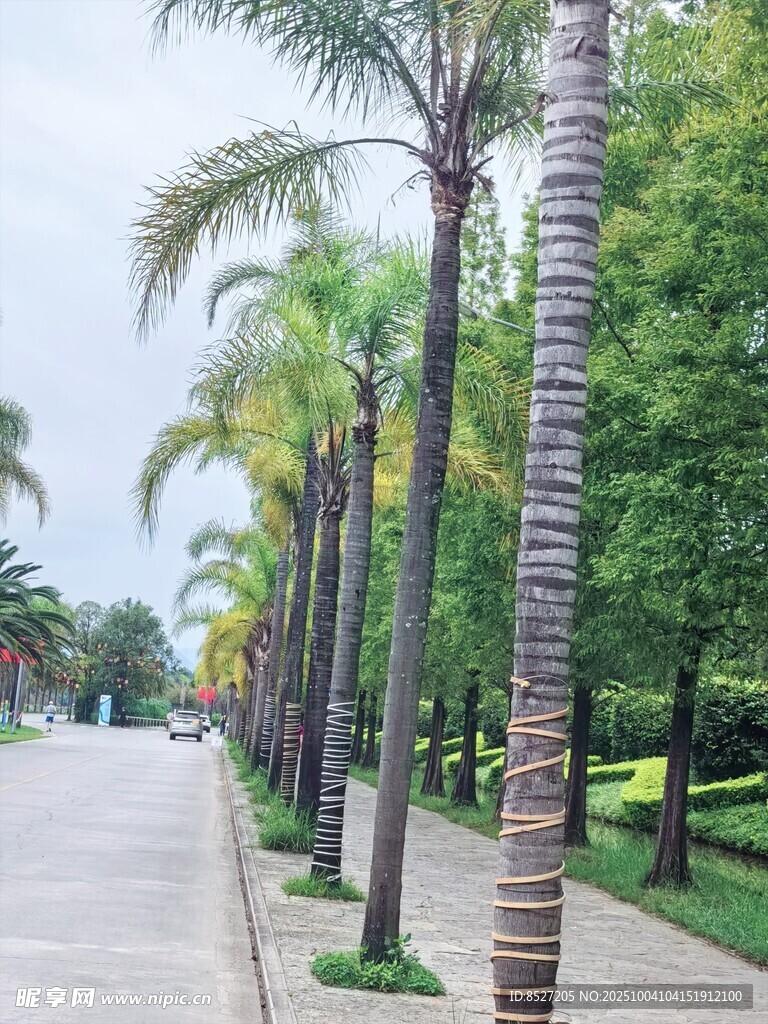 棕榈树排列的美丽道路