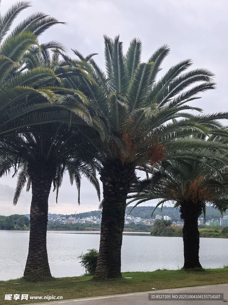 湖畔棕榈树风景