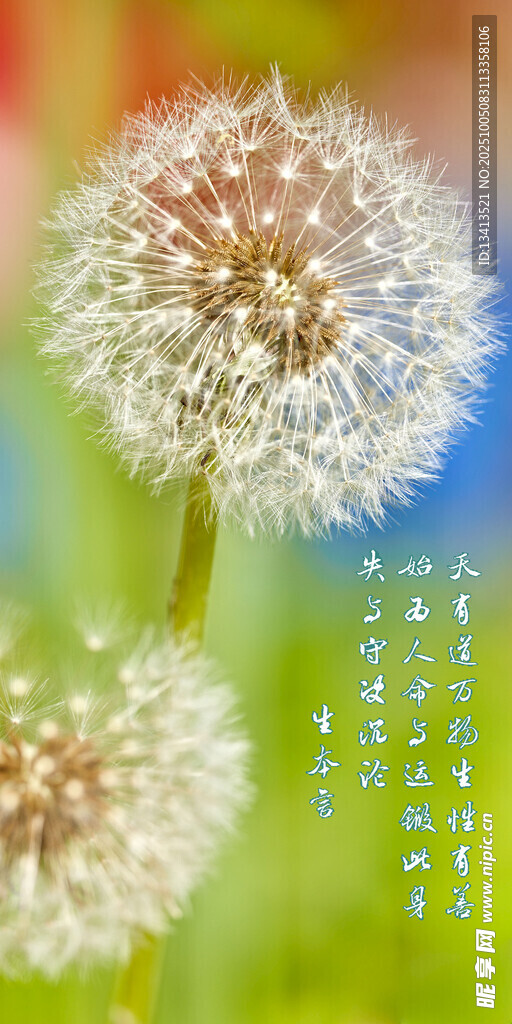 梦幻蒲公英绽放美丽瞬间 手机壁