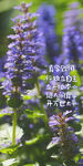 紫色薰衣草 手机壁纸