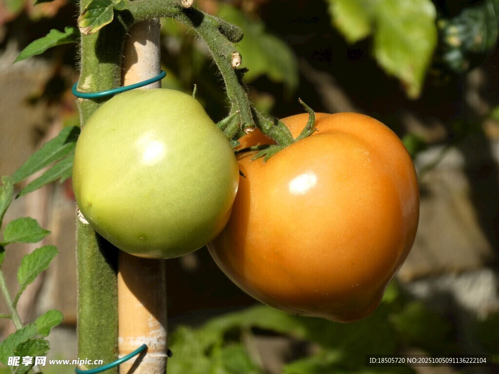 枝头双番茄