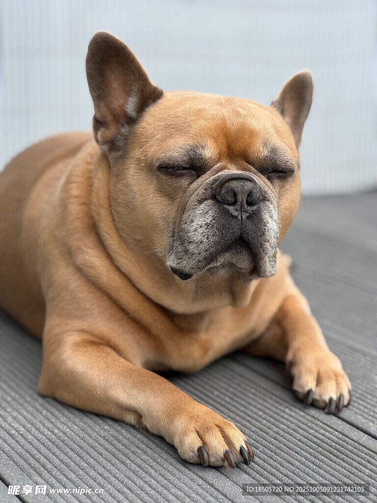 趴着的法国斗牛犬