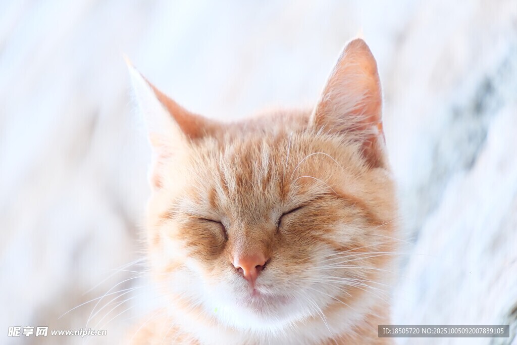 闭眼橘猫的惬意瞬间