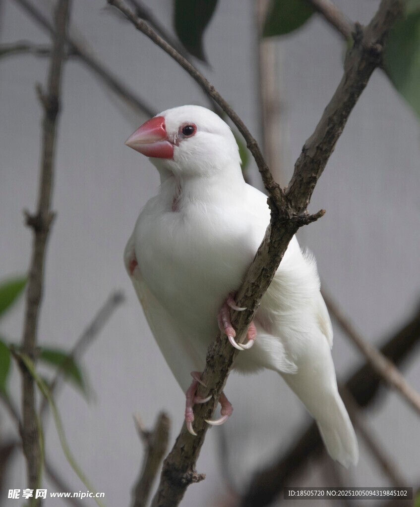 枝头白鸟