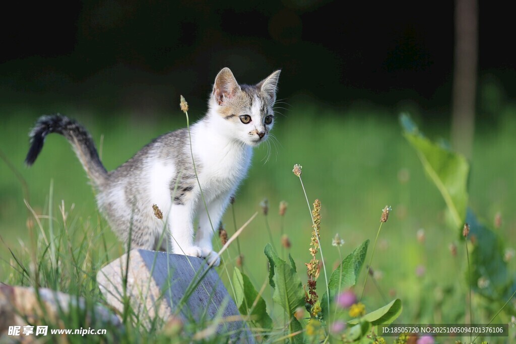 草地上的可爱猫咪