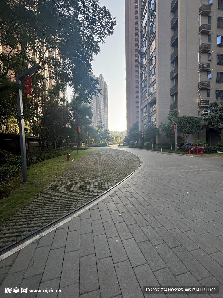 城市中宁静的林荫道路