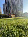 城市中绿意盎然的草地