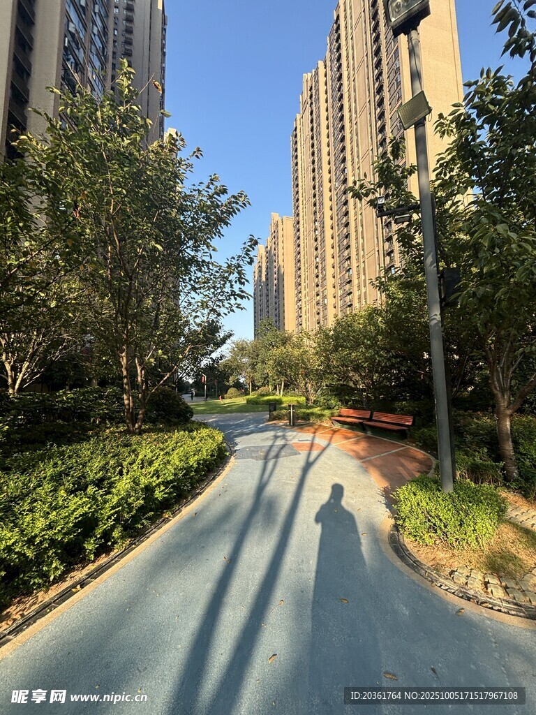 城市林荫下的静谧道路
