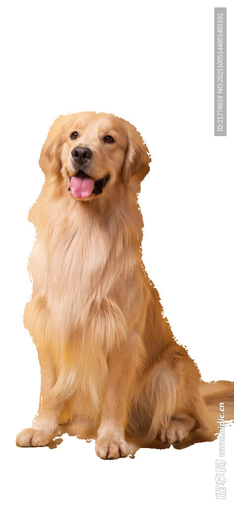 可爱金毛犬端坐
