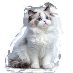 可爱布偶猫