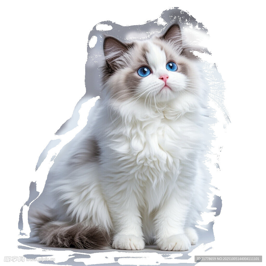 可爱布偶猫