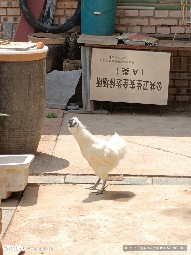 庭院中漫步的白色小鸡