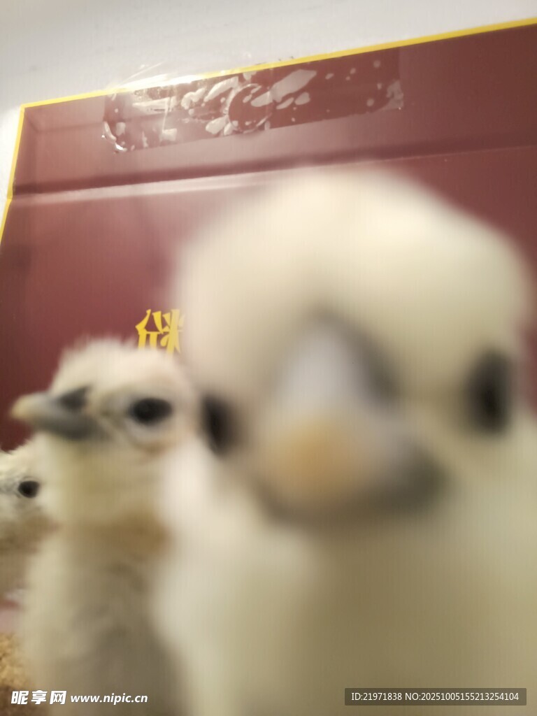 可爱毛绒小鸡特写
