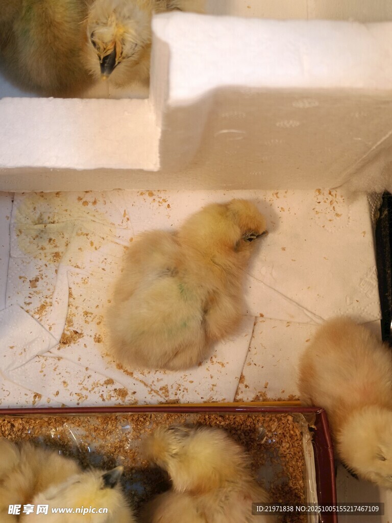 可爱小鸡幼崽在箱中