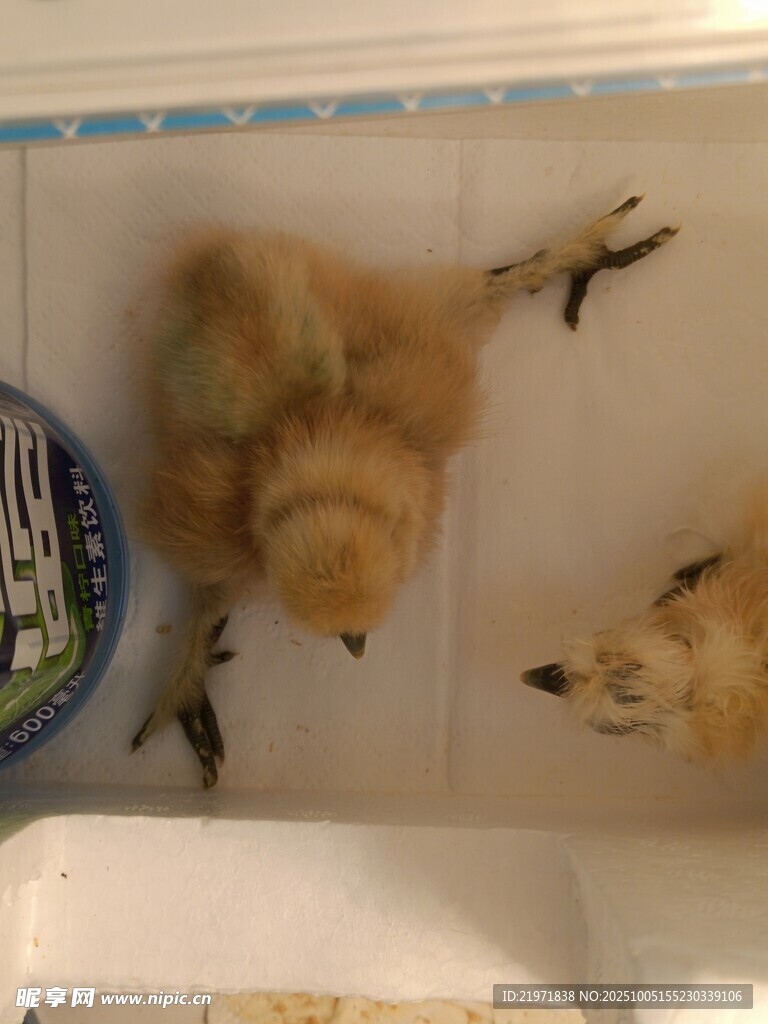 水槽边的几只毛茸茸小鸡