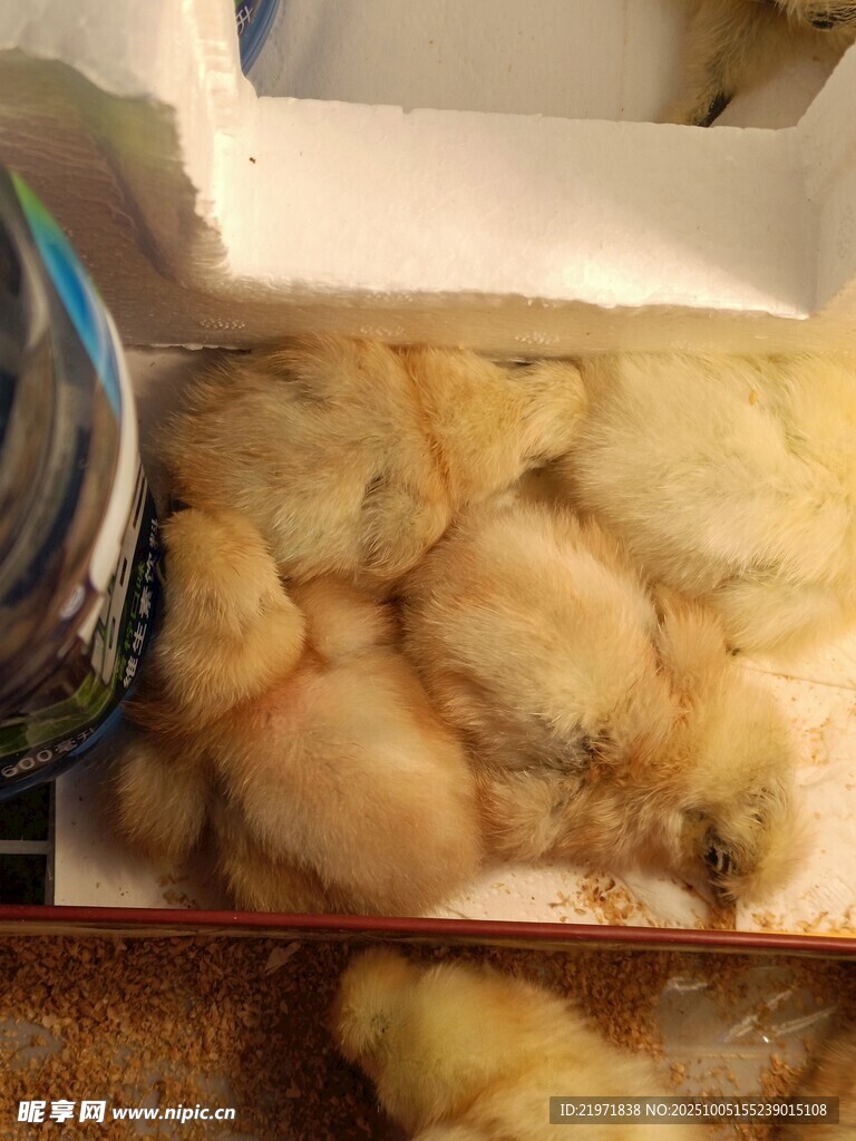 刚出壳的小鸡仔乌鸡
