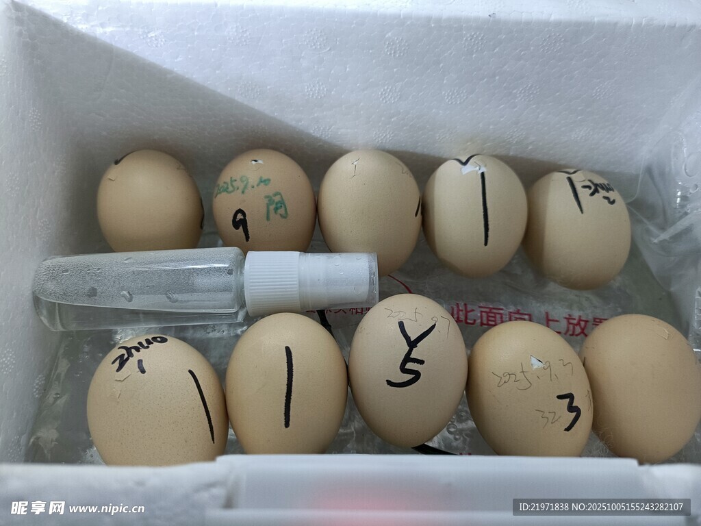 鸡蛋胚胎发育观察样本