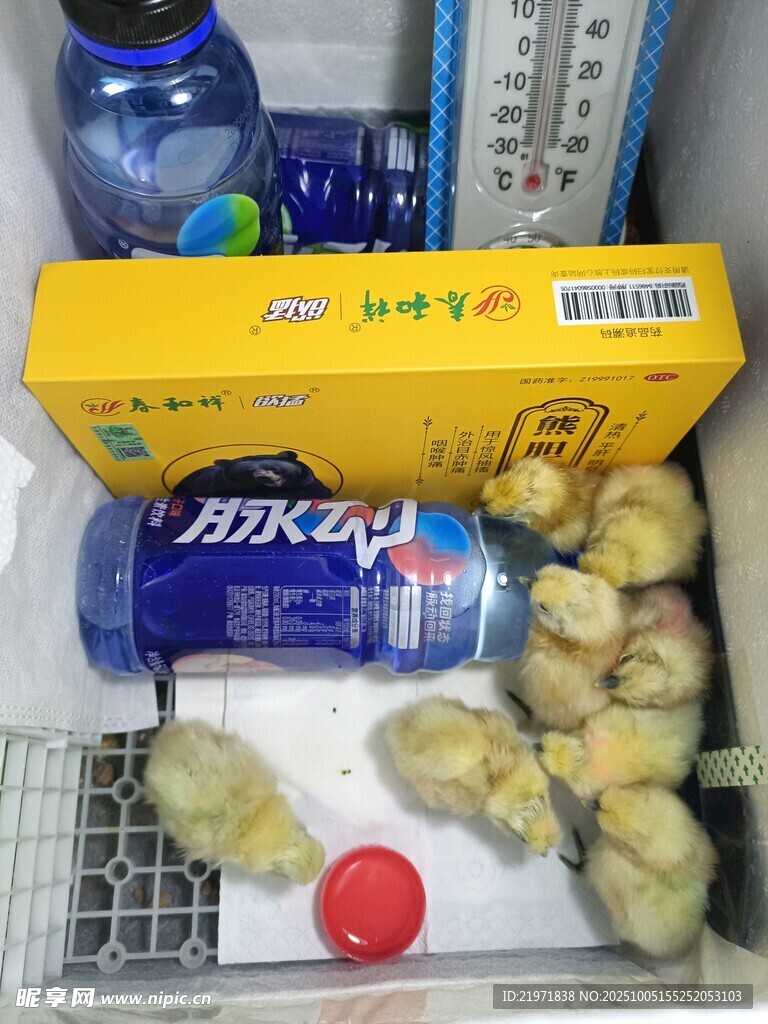 刚出壳的小鸡仔