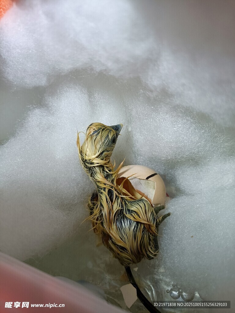 刚出壳的小鸡