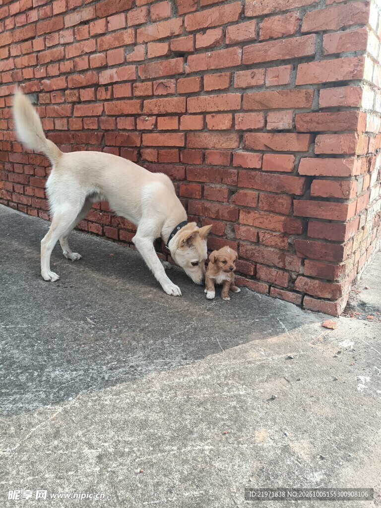 墙边嗅探的小狗