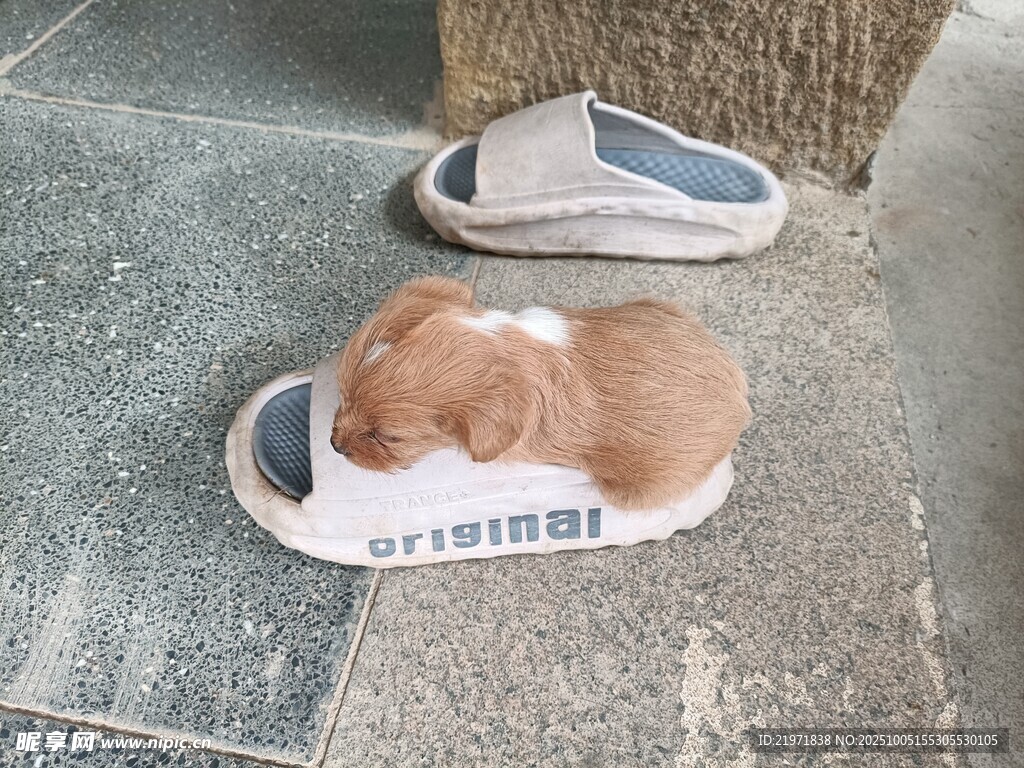 拖鞋上的萌宠小狗