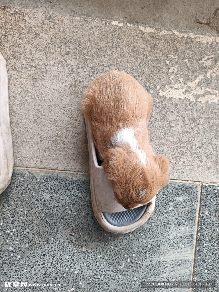 小狗钻鞋玩耍