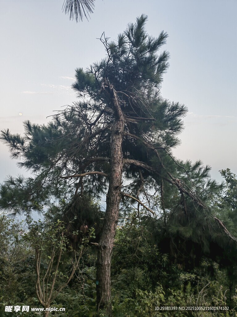 松树