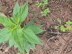 野外生长的绿色植物