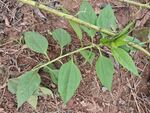 野外生长的绿色植物植株