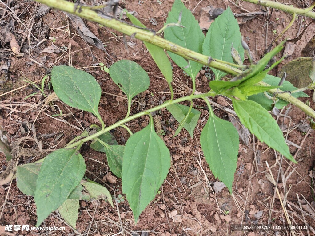 野外生长的绿色植物植株