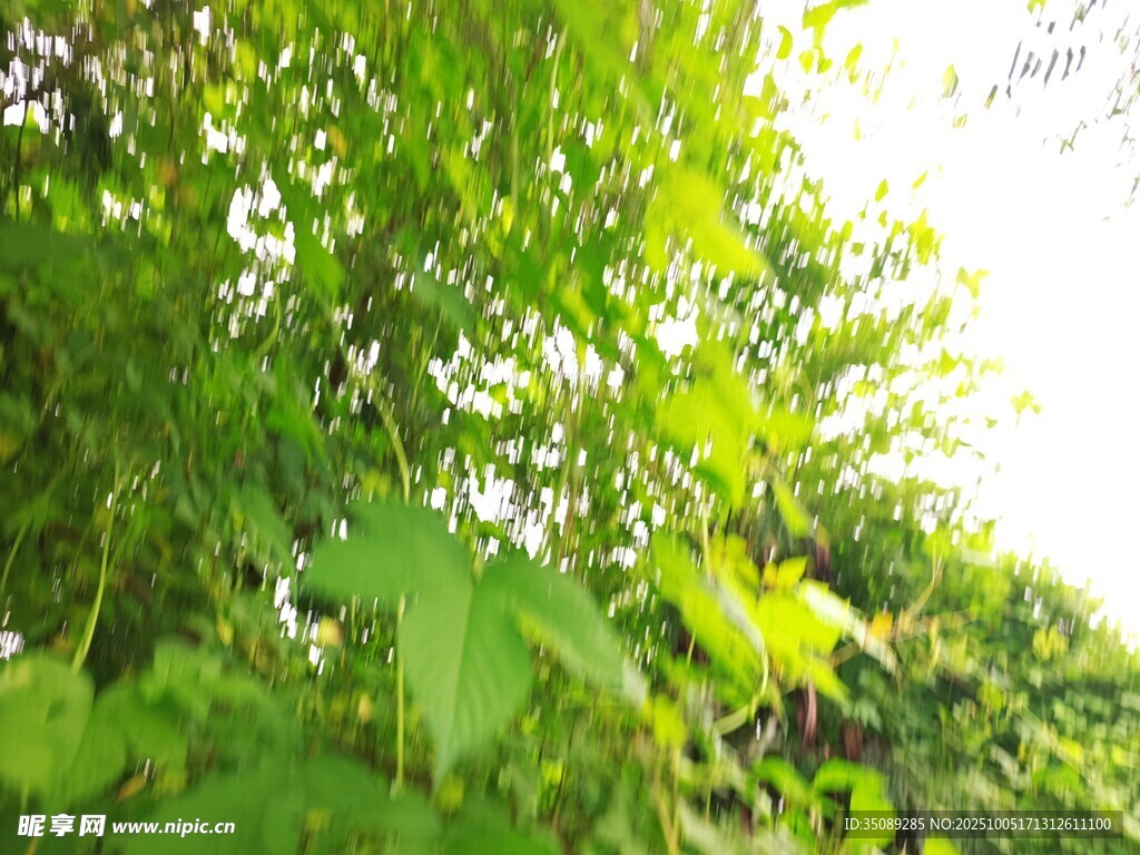 翠绿繁茂的植物枝叶