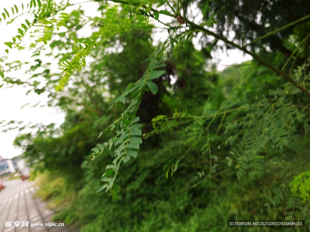 路边繁茂绿植景象