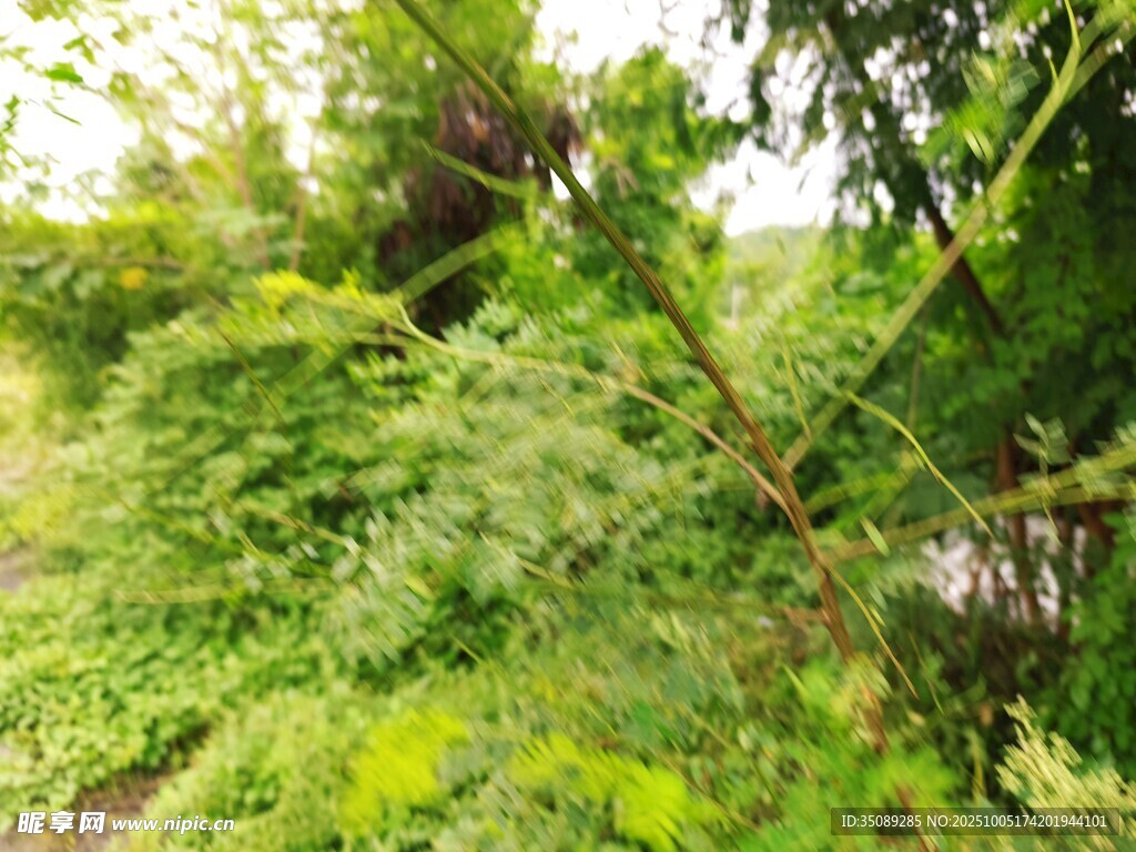 繁茂绿意盎然的自然景象