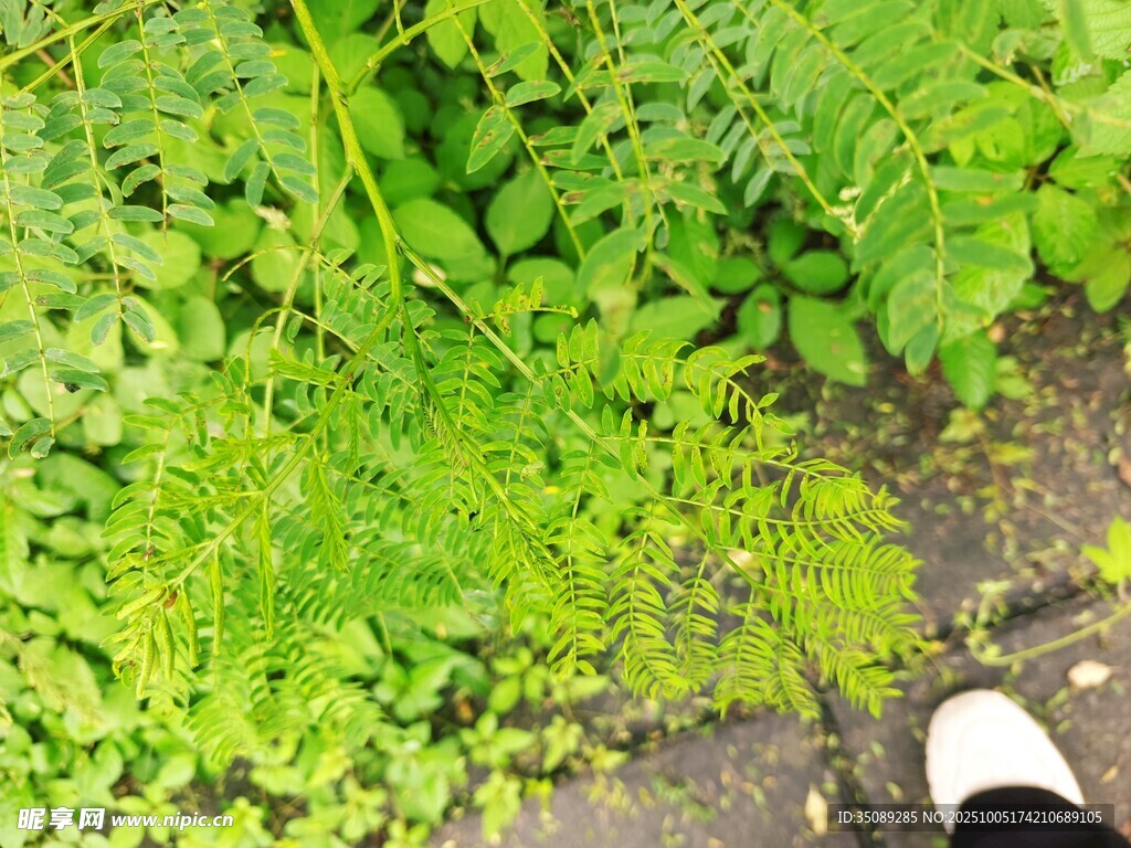 脚边的嫩绿植物景观