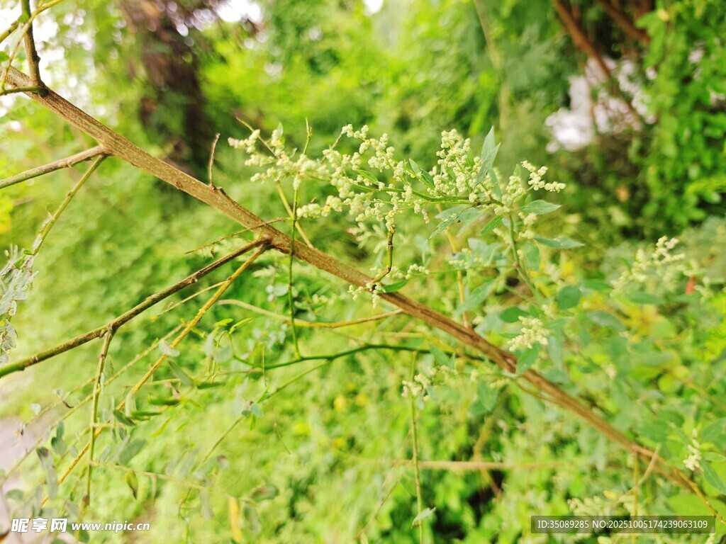 嫩绿枝叶在枝头舒展