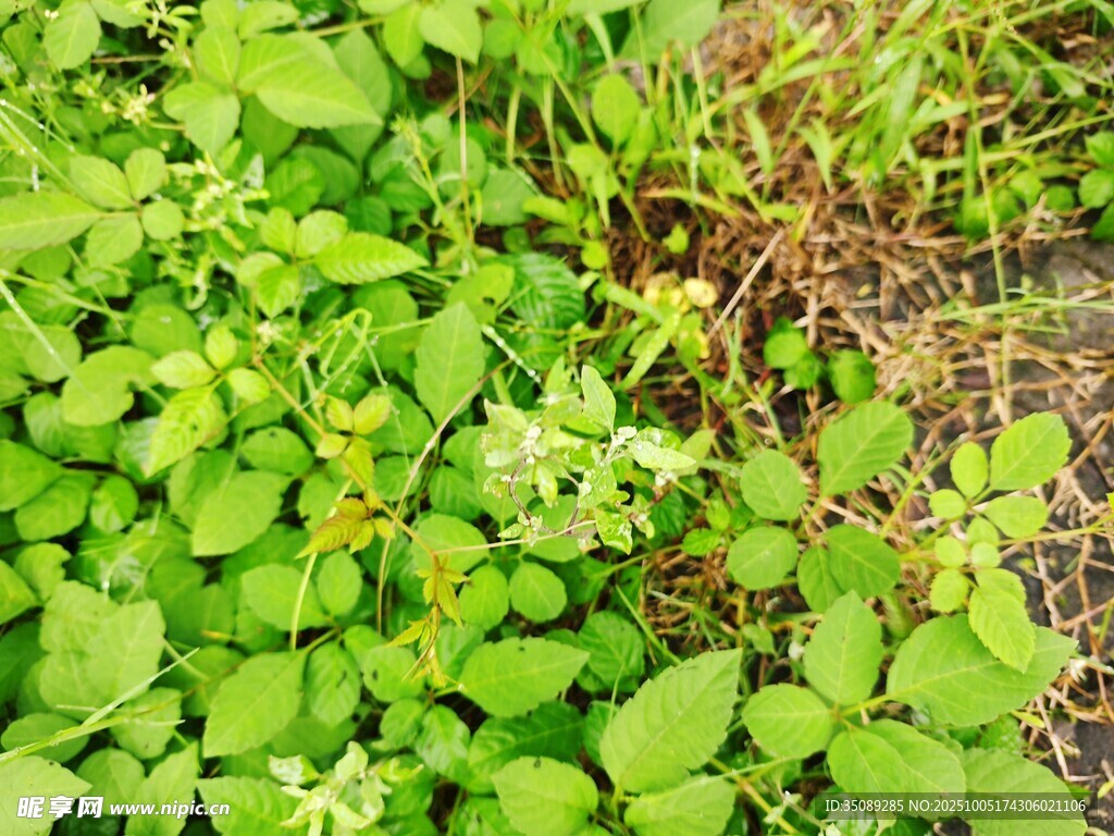 翠绿繁茂的地面植物景观