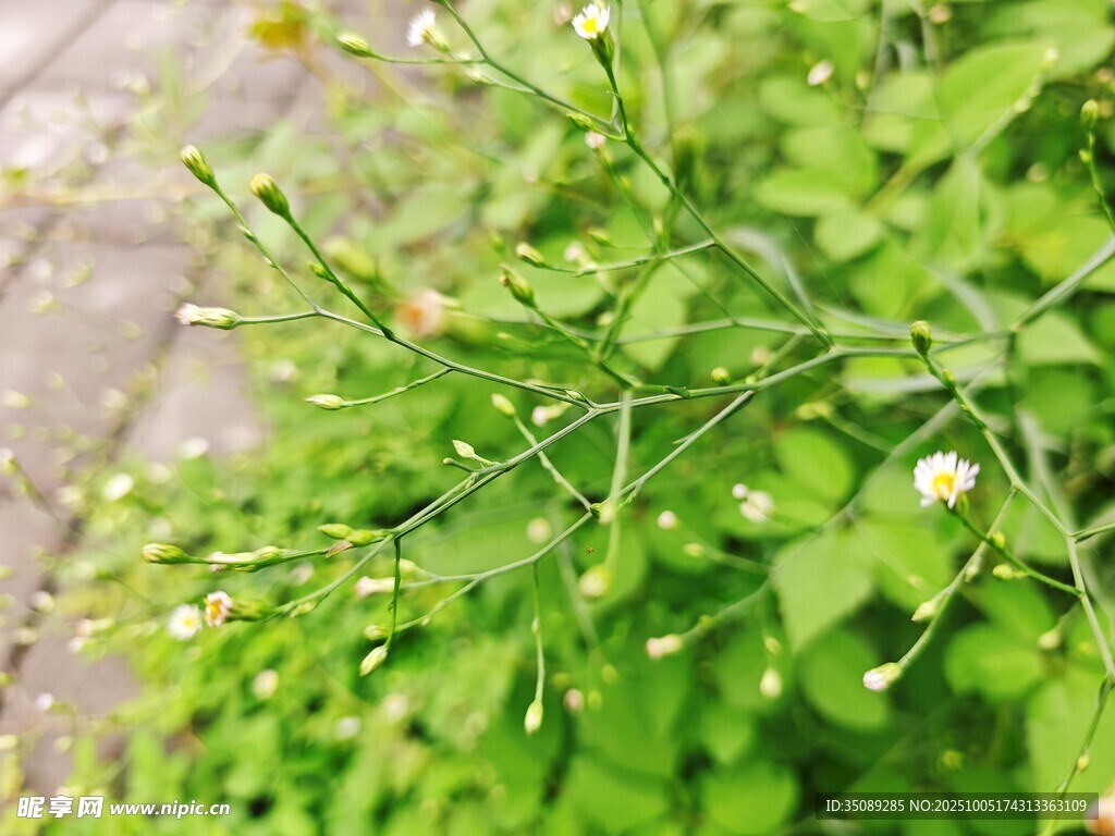 翠绿植物的清新景致
