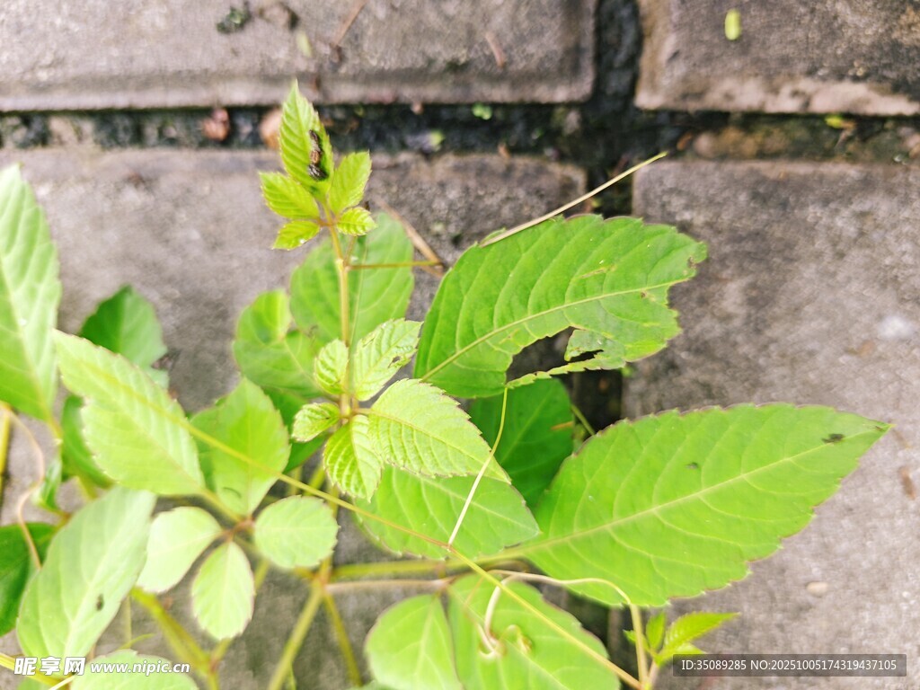 墙边嫩绿植物生机盎然