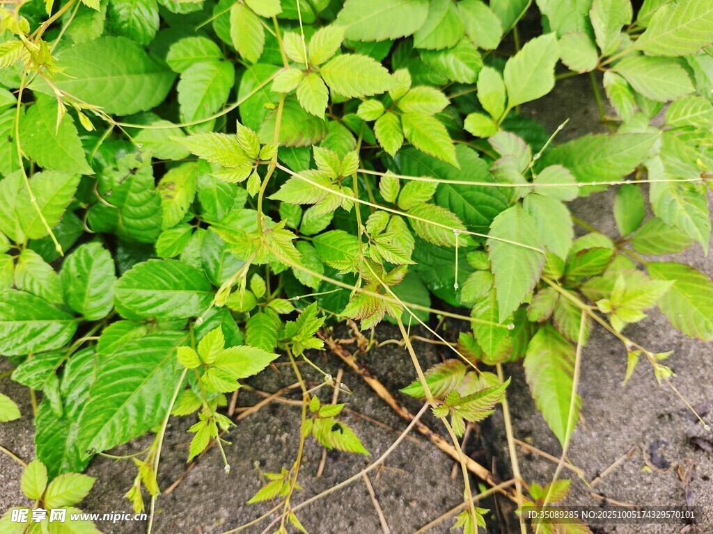 翠绿蓬勃的地面绿植景象
