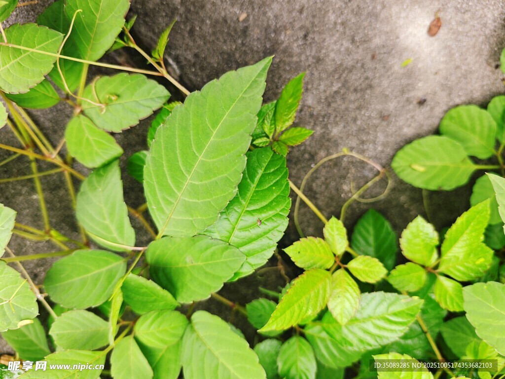 绿叶丛生的自然景象