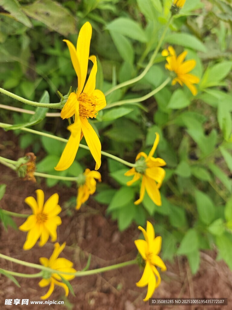 黄色小花绽放于绿叶间