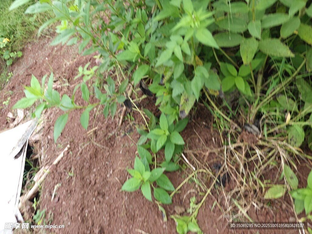 泥土上的绿色植物
