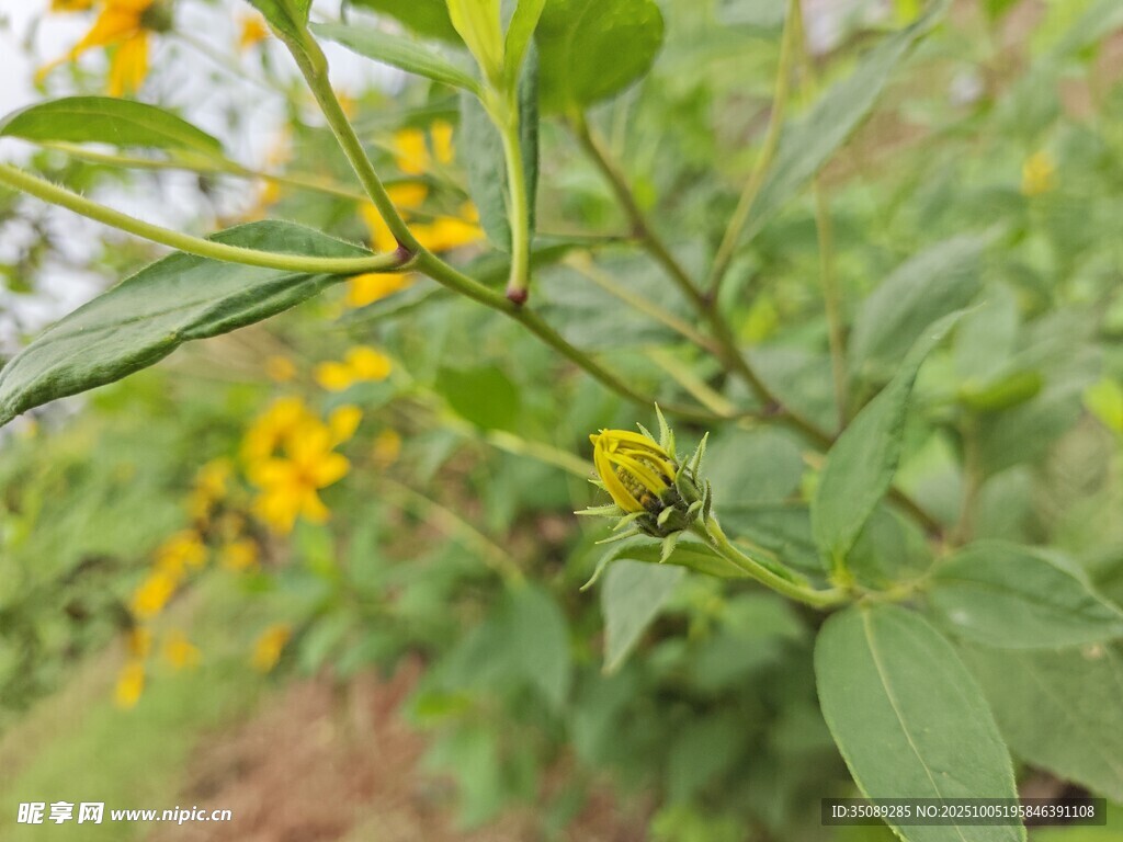 绿叶间绽放的黄色小花
